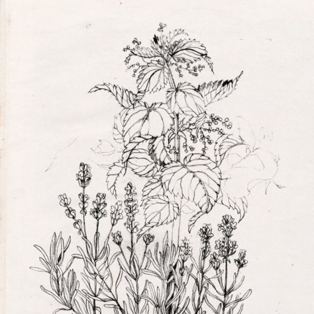 Meet your Posher, Carlie